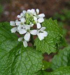 Garlic Mustard Weed - Herbaceous biennial with stems 1–4’ tall as flowering plant. First year plants form a basal rosette that remains green through the winter. Second-year plants produce one to several flowering stems.