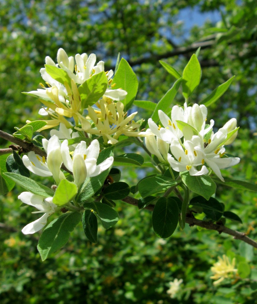 Autumn Olive - Large deciduous shrub with silvery foliage. Autumn olive grows up to 20’ tall. Twigs are covered by small silvery scales.