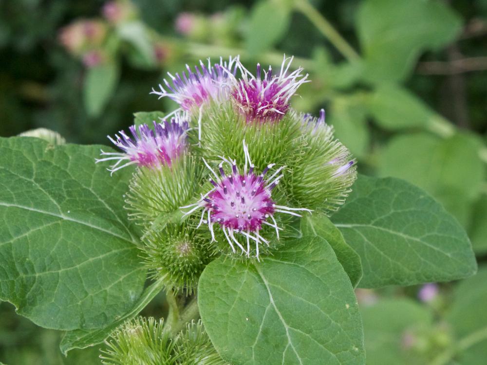 common burdock