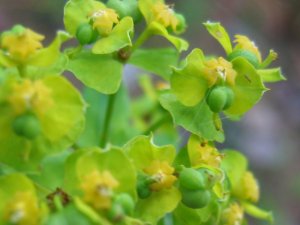 Leafy Spurge - Herbaceous, creeping perennial, 6-36" tall. Stems are smooth and often grow in clusters from an extensive deep root system. A white, milky latex is present in all parts of the plant.