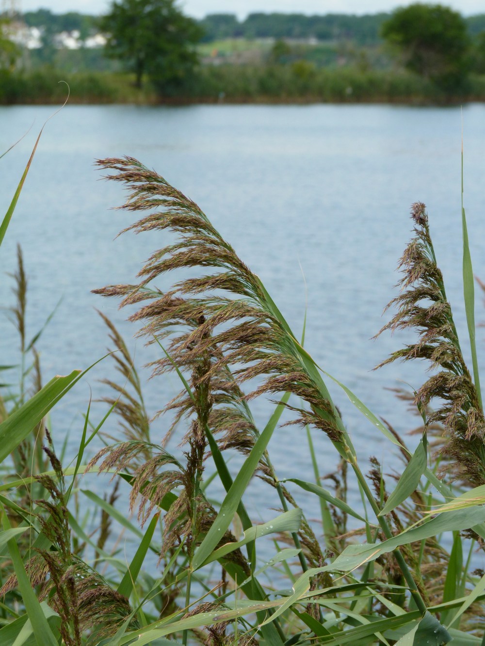 Phragmites (Common Reed) - Perennial wetland grass that grows 3-20’ tall with dull, very slightly ridged, stiff, and hollow stems. Create dense clones where canes remain visible in winter.