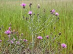 Spotted Knapweed - Herbaceous, short-lived perennial in Wisconsin, acting as a biennial elsewhere, 2–4’ tall. Persists as a rosette for 1–4 years before bolting. Flowering plants usually have 1–6 stems, but may have up to 20.