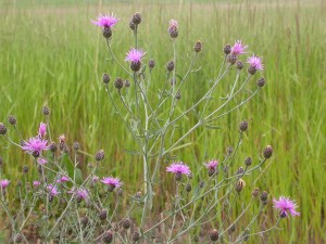 Spotted Knapweed - Herbaceous, short-lived perennial in Wisconsin, acting as a biennial elsewhere, 2–4’ tall. Persists as a rosette for 1–4 years before bolting. Flowering plants usually have 1–6 stems, but may have up to 20.
