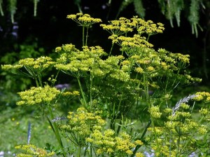 Wild Parsnip - Herbaceous plant that establishes as a rosette with upright leaves persisting for at least one year. Plants flower in subsequent years (typically 2nd or 3rd year), but after plants flower, they die (monocarpic perennial). Flowering stems are stout, hallow, grooved, and up to 5' tall.
