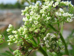Wild Chervil - Wild chervil is an herbaceous plant that establishes as a tosette with fern-like leaves persisting for at least one year. Plants flower in subsequent years (typically second year), but after plants flower, they die (monocarpic perennial). Mature plants typically have a 1-5' tall stem that is branches, hallow, grooved, and hairy with a fringe of hairs around lower nodes.