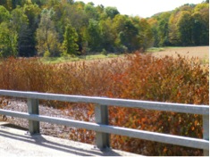 Japanese Knotweed – September 2012 