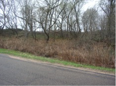 Japanese Knotweed – November 2012 