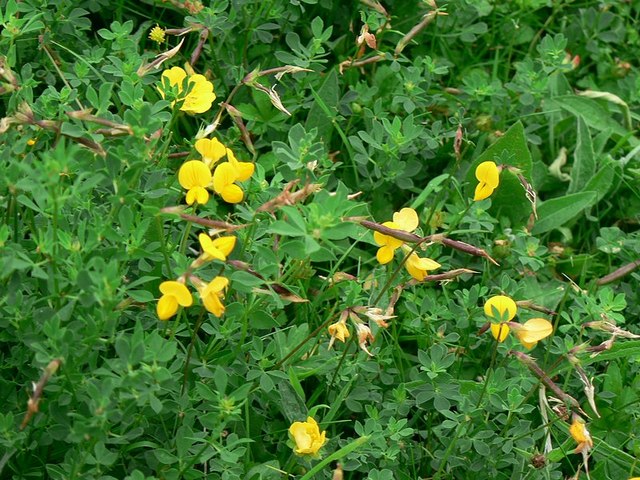Birdsfoot Trefoil