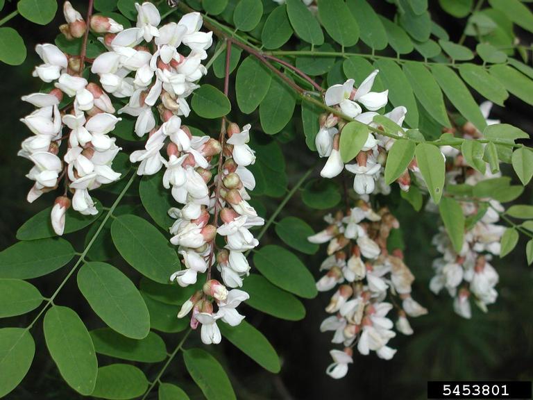 blacklocust2_lg