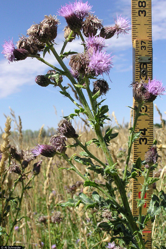 Canada Thistle