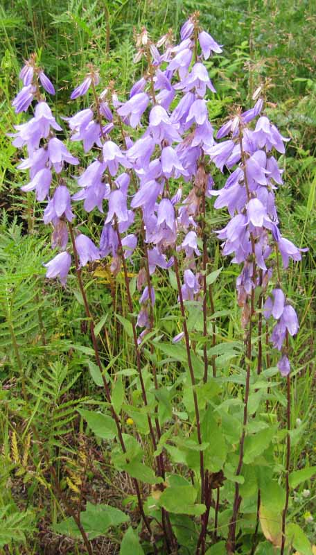 Creeping Bellflower