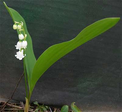 Lily of the Valley