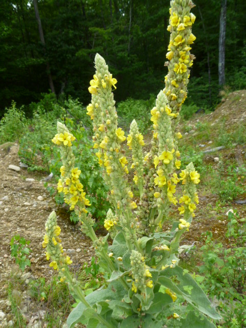 Mullein
