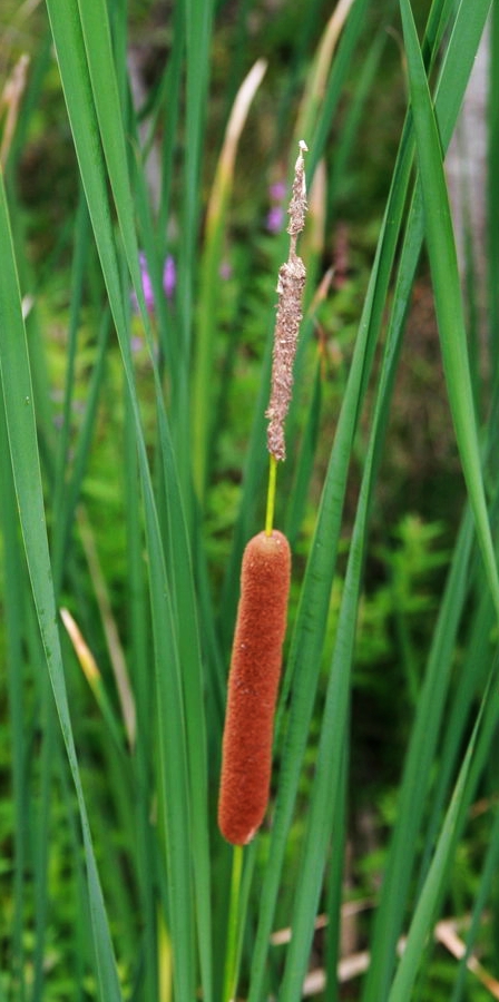 narrowleaf-cattail