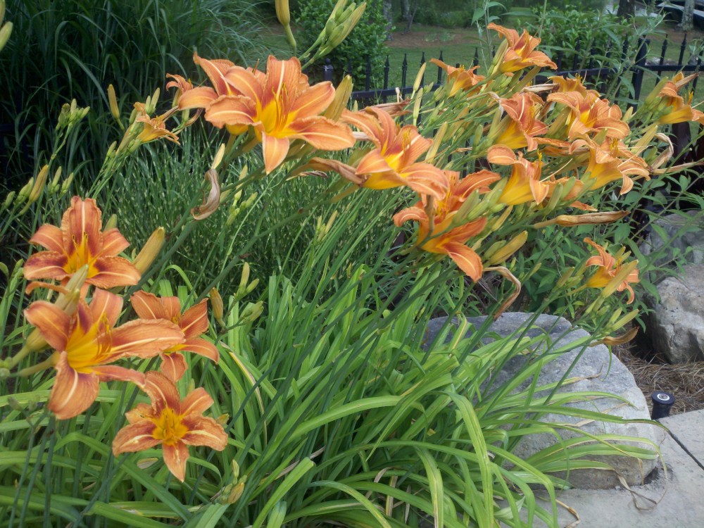 orange day lily