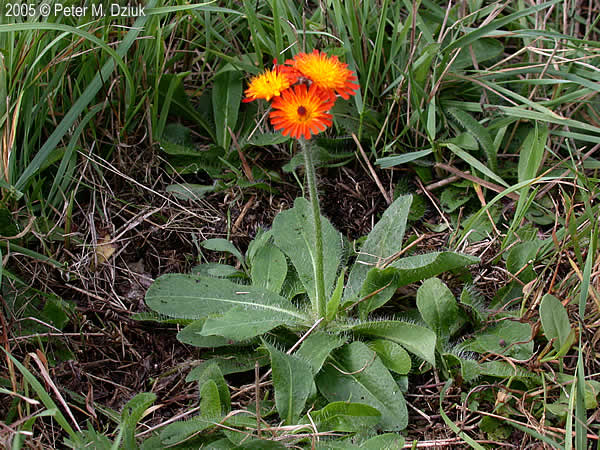 Orange Hawkweed