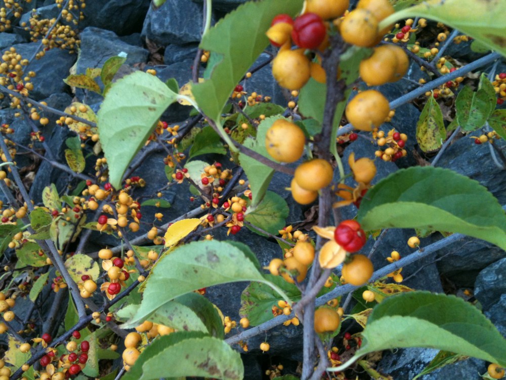 oriental bittersweet