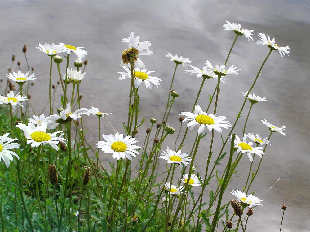 Ox-Eye Daisy 14