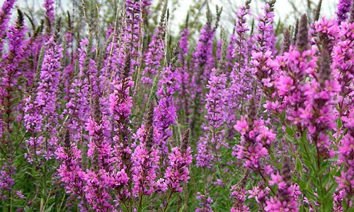 Purple_Loosestrife_page_image