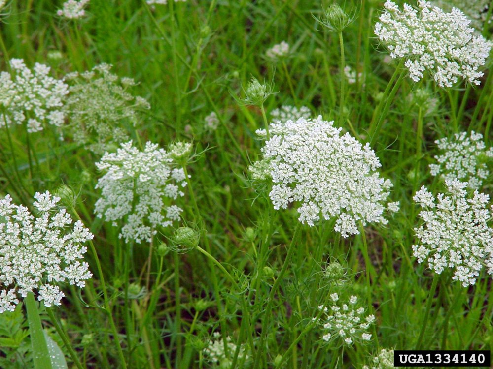 Queen Ann's Lace