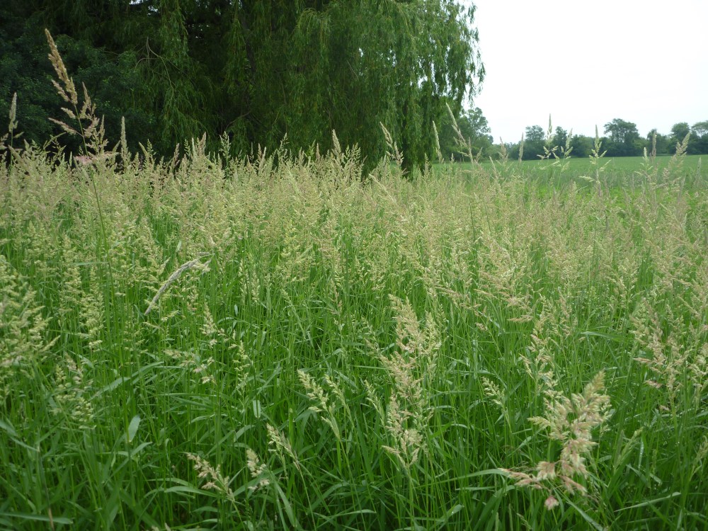Reed Canary Grass