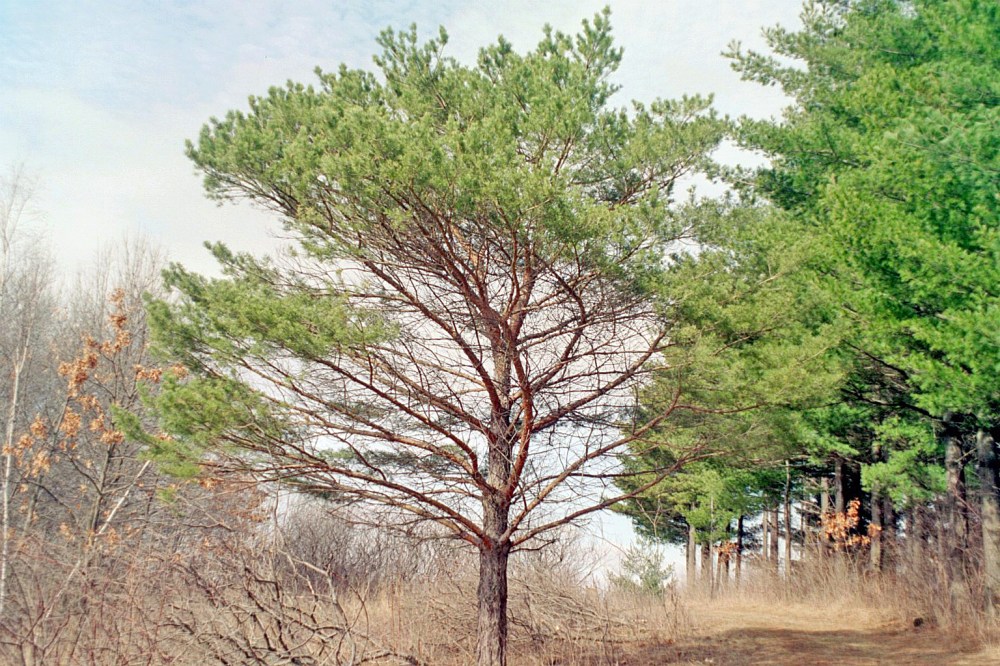Scotch_pine_01