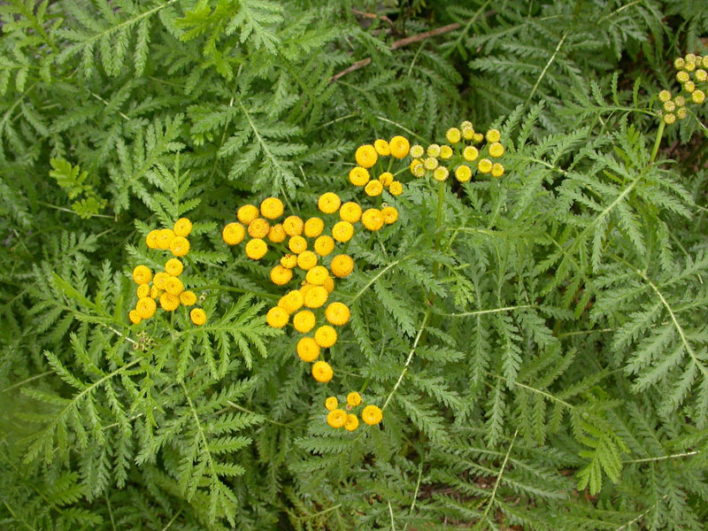 tansy_plants_flowers_ed