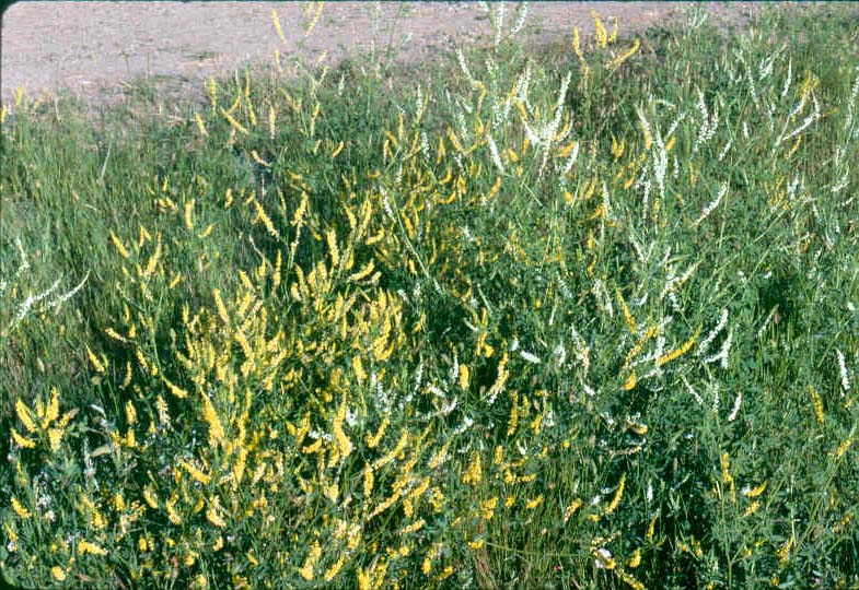 yellow and sweet clovers