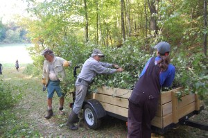 Hauling the buckthorn away to pile and burn this winter