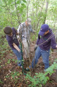 Using the homemade weed wrench to pull buckthorn