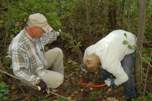Hand sawing buckthorn