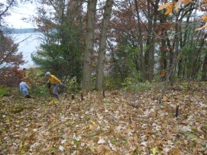 After removal....I view of Lake Menomin emerges again!