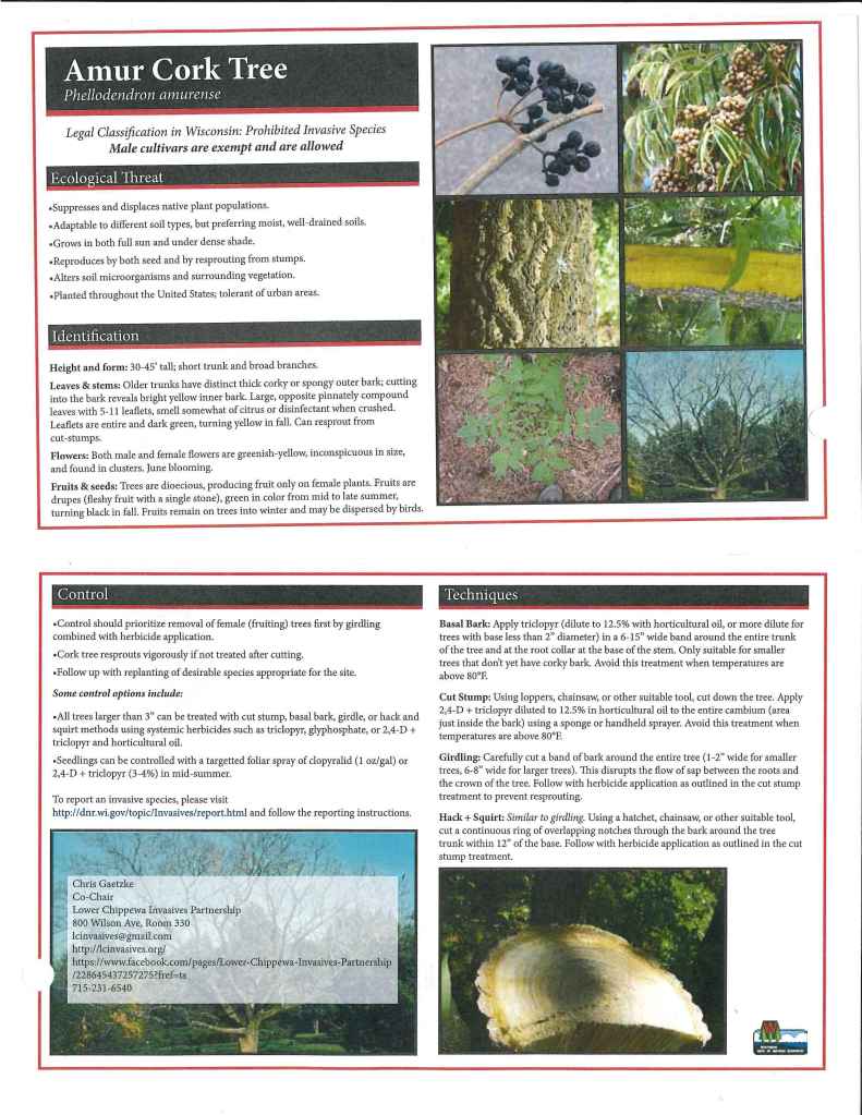 Amur Cork Tree Factsheet