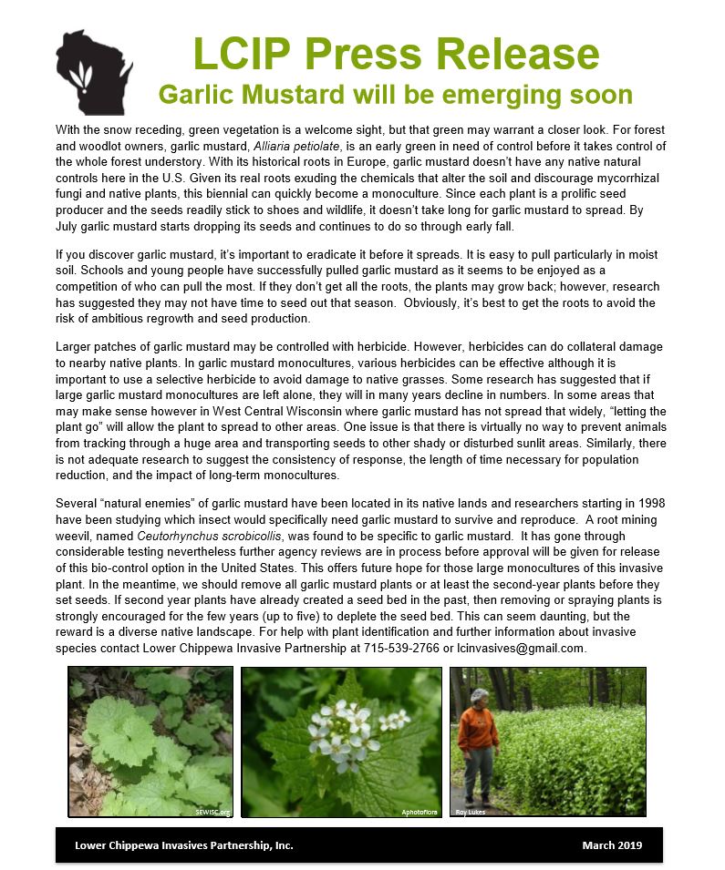 Garlic Mustard 3-2019